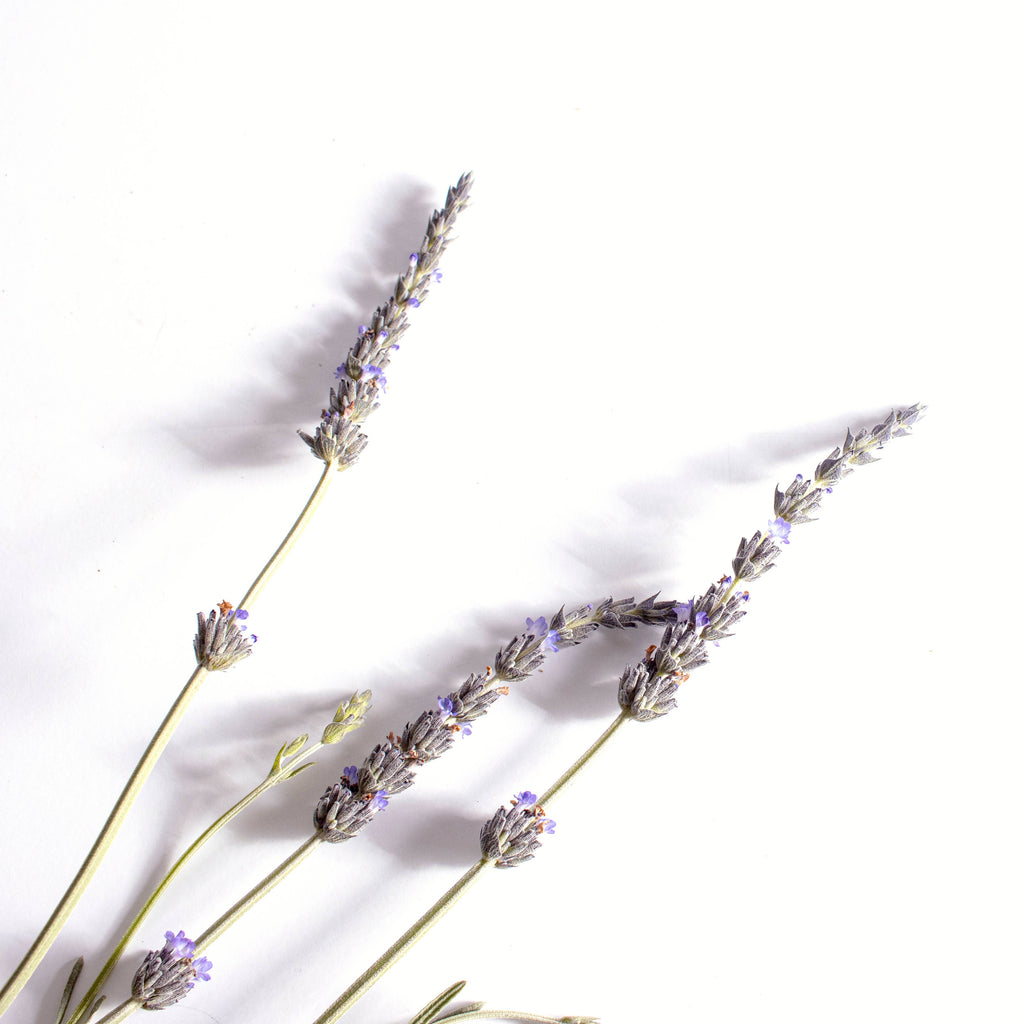 CALM Anti-anxiety Aroma Patches for aromatherapy