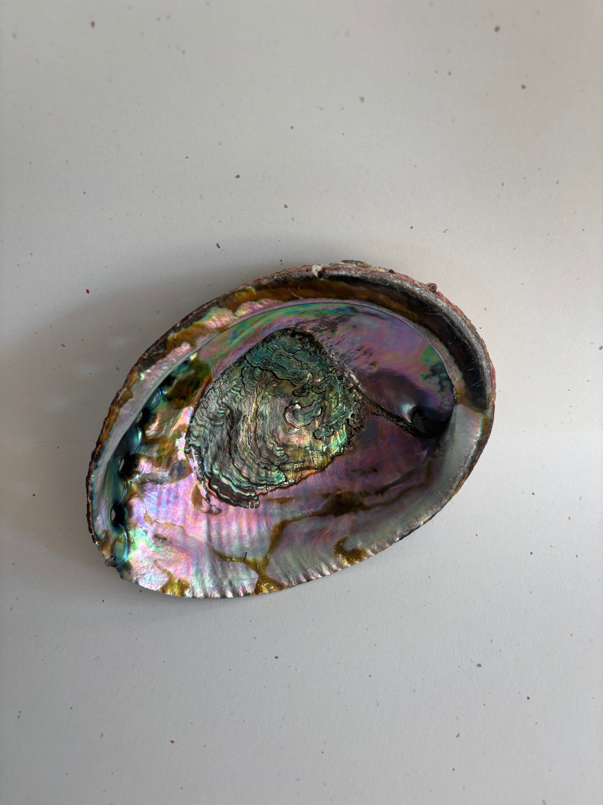 Abalone Shell - 5 - 6 Inches