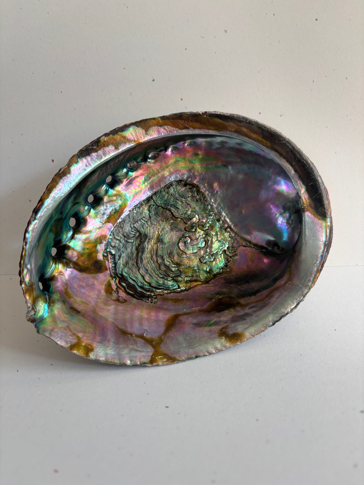 Abalone Shell - 5 - 6 Inches