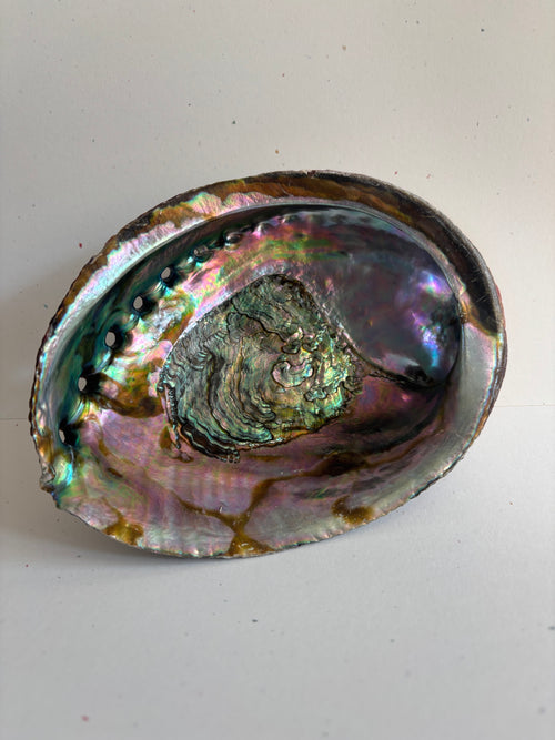 Abalone Shell - 5 - 6 Inches