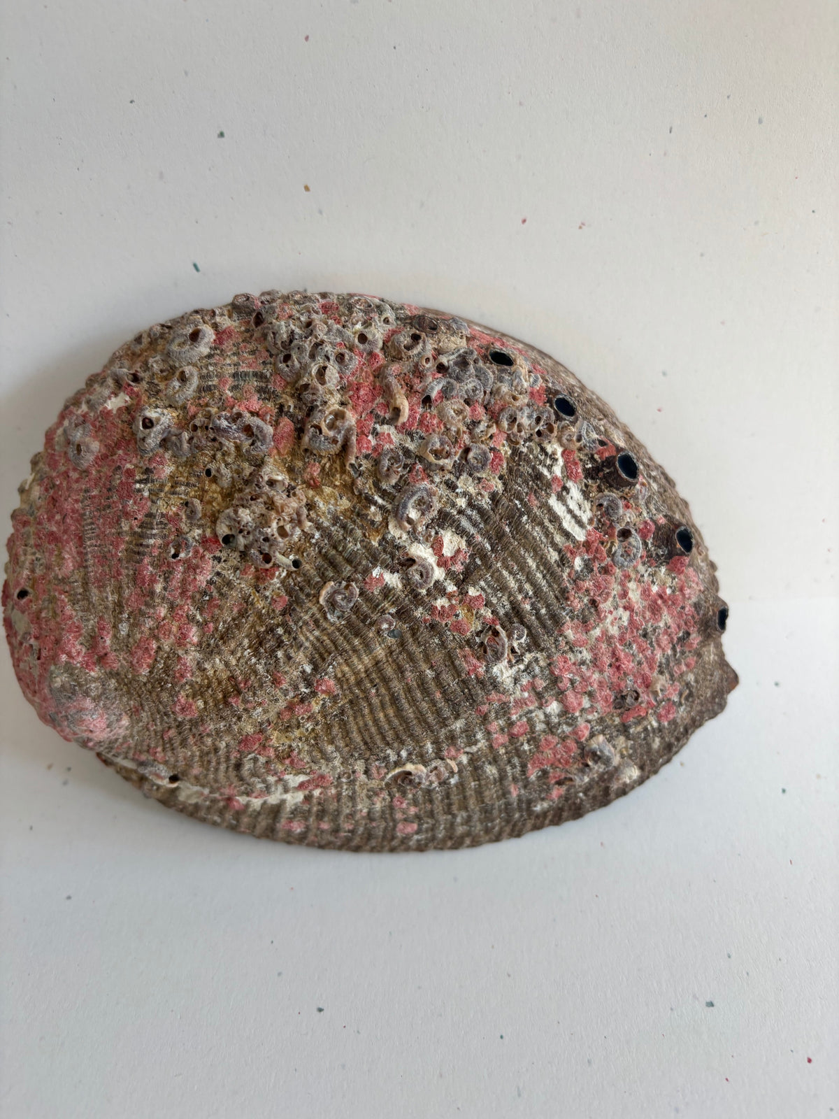 Abalone Shell - 5 - 6 Inches