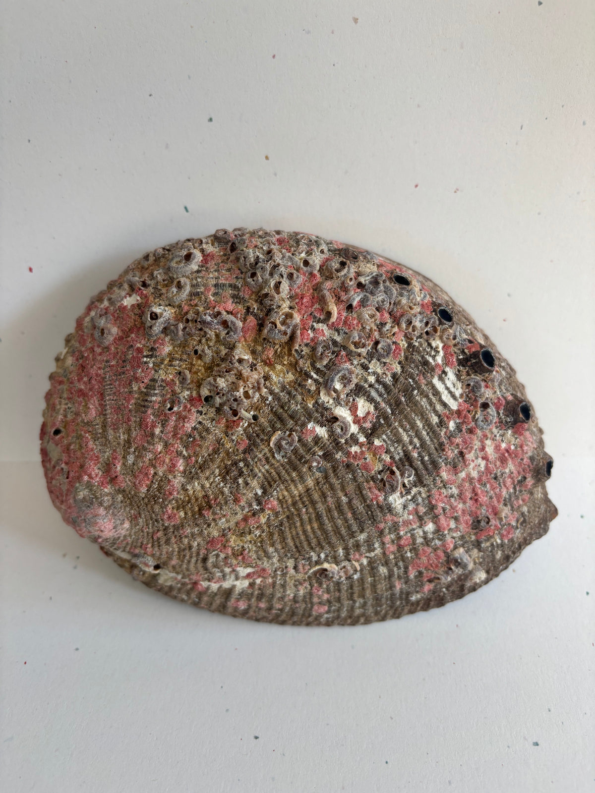Abalone Shell - 5 - 6 Inches
