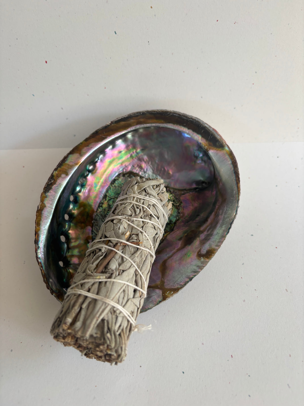 Abalone Shell - 5 - 6 Inches